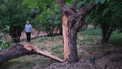 نصف شدن درخت بر اثر برخورد صاعقه در روستای توآباد + تصاویر