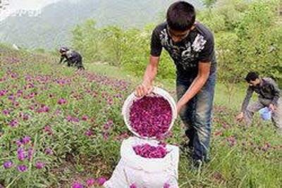 کیمیاگری مهارت با گیاهان دارویی برای اشتغال جوانان سیستان و بلوچستان