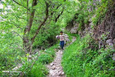 افزایش ۲۰ درصدی ورود گردشگران نسبت به تابستان سال گذشته در کلیبر