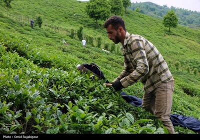 صادرات چای به 23 کشور آغاز شد - تسنیم