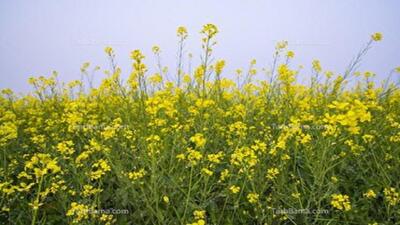 پرداخت ۳۷ درصد از مطالبات کلزاکاران گلستانی