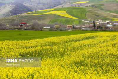 شیرینی‌ برداشت کلزا به کام کشاورزان گلستانی تلخ شد