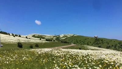 نمایی از جنگل زیبای فندقلو و دشت بابونه+فیلم - سبک ایده آل