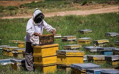 اجرای سرشماری سراسری زنبورستان‌های کشور در مهر ماه