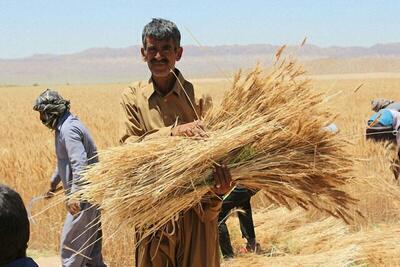 سهم ۴۰ درصدی بخش کشاورزی در تولید ناخالص خراسان رضوی