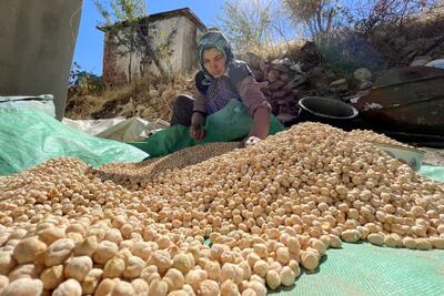 لرستان قطب تولید نخود کشور/ تأکید کارشناسان بر کشت مکانیزه