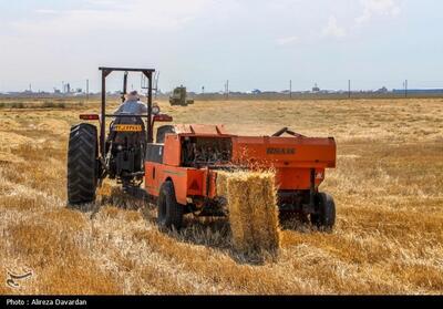 انتقال 342 هزار تن گندم مازاد کردستان به استان‌های دیگر - تسنیم