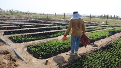 کمک میلیاردی خیران به طرح کاشت یک میلیارد درخت در قم