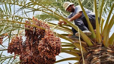 آغاز  برداشت خرما در بندرخمیر