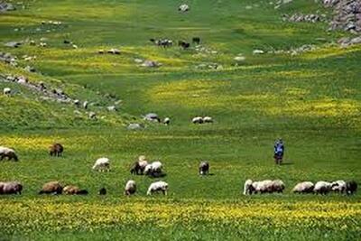 مشکل طرح‌های مرتعداری، غیرفعال بودن ایستگاه‌های تولید بذر کشور است