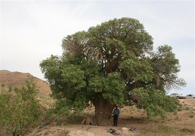 5 اثر جدید میراث‌طبیعی چهارمحال و بختیاری ثبت ملی شد - تسنیم