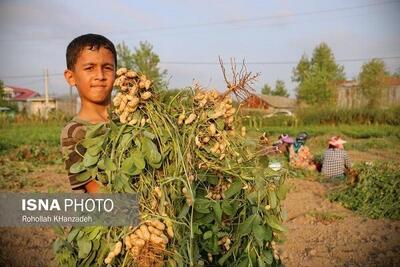 برداشت پیله خشک بادام زمینی تا مهرماه ادامه دارد