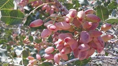 لغو مرخصی سارقان از زندان با توجه به فرا رسیدن فصل برداشت پسته