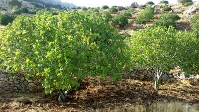 ناصرالدین شاه برای انجیرخوری به این محله می‌رفت