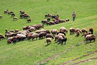 دهیاران متخلف مراتع چراگاهی را به افراد غیرمجاز اجاره می دهند