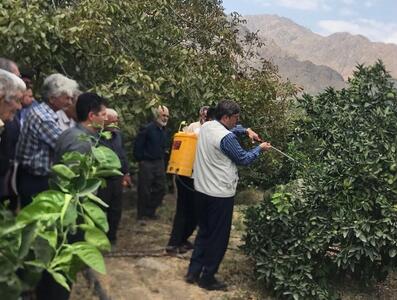 شرایط ازدیاد مگس میوه مدیترانه‌ای در جنوب کرمان فراهم است/ باغداران مراقب باشند