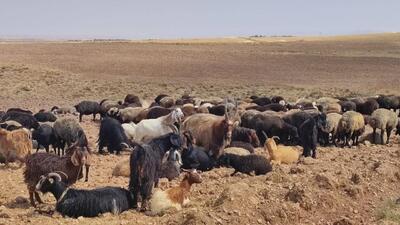 چرای گوسفندان در دل طبیعت روستای توآباد به روایت تصویر