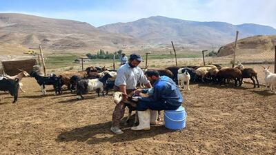 واکسینه شدن ۱۹۰۰ راس دام سبک روستای لاسم علیه بیماری تب برفکی