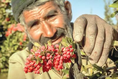 زرشک‌کاران به صنف و اتحادیه تخصصی نیاز دارند