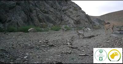 یوزپلنگ آسیایی؛ سفیر طبیعت ایران / حفاظت از زیستگاه‌ها و ایمن‌سازی جاده‌ای اولویت توجه به یوز ایرانی + عکس های دیده نشده از یوز ایرانی