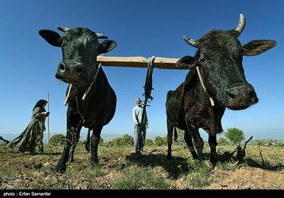 کشاورزی سنتی   عامل مرگ آبخوان‌های ایران - تسنیم