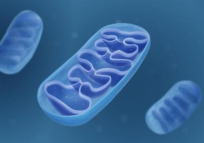 تحقیق جدید: انتقال DNA میتوکندریایی به ژنوم سلول‌های مغز ممکن است از عمر ما بکاهد