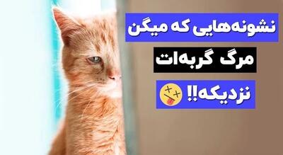 ۱۲ نشونه خطرناک که با دیدنشون باید سریع گربه رو ببری پیش دامپزشک!