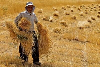 فقط ۵ درصد پول گندم کاران گلستانی باقی مانده است