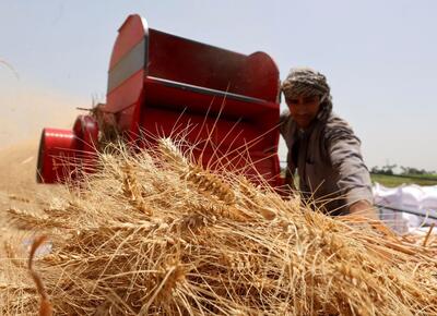 پرداخت مطالبات گندمکاران به ۱۲۱ همت رسید| واریز ۵۸ درصد پول گندم کشاورزان