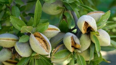 آغاز برداشت بادام در بام خراسان شمالی