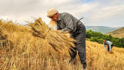 ۱۲۱ هزار میلیارد تومان از مطالبات گندم‌کاران پرداخت شد - عصر خبر