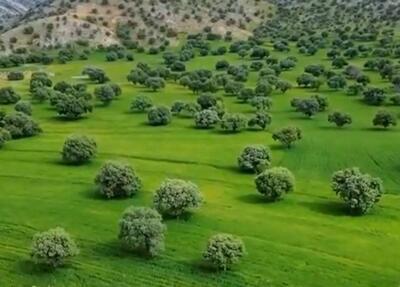 ببینید/ تصویری خیره کننده از جنگلهای بلوط استان فارس