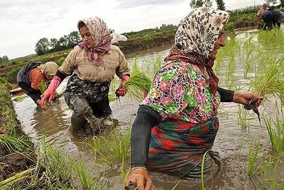 بازار برنج ایرانی همزمان با فصل برداشت