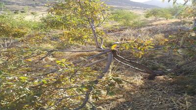 تخریب درختان و کندوی عسل بر اثر حمله دو قلاده خرس در روستای دهنو + تصاویر