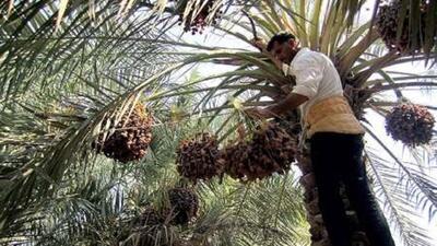 آغاز خرید توافقی خرما در خرمشهر