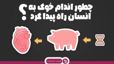 چطور اعضای خوک به انسان پیوند زده شد؟ + ویدئو - چطور