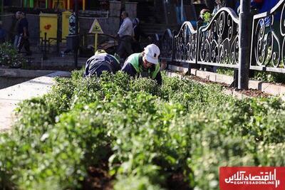 شهرداری تبریز با کاشت ۲.۵ میلیون بوته گل به استقبال پاییز می‌رود