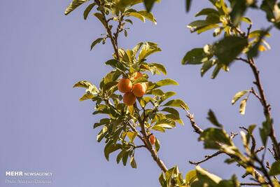 آلو؛ میوه ای با خواص درمانی/ پیشگیری از پوکی استخوان