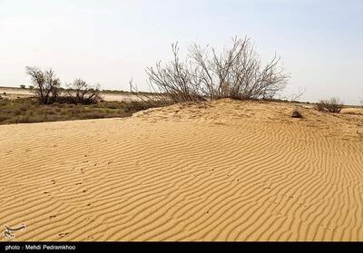 کمبود بودجه کار بیابان‌زدایی در قم را کند کرده است - تسنیم