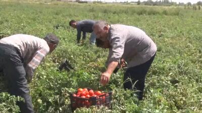 آغاز برداشت گوجه فرنگی از مزارع شهرستان ملکان