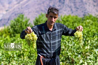 (تصاویر) فصل تولید کشمش طلایی کردستان