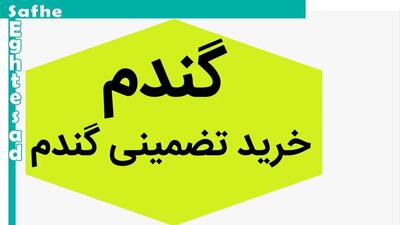 آخرین خبر از خرید تضمینی گندم و پرداخت مطالبات گندمکاران امروز شنبه ۱۷ شهریور ۱۴۰۳ | چه خبر از مطالبات گندمکاران؟