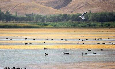 تالاب لنگور بابل و چشم اندازهای زیبای آن