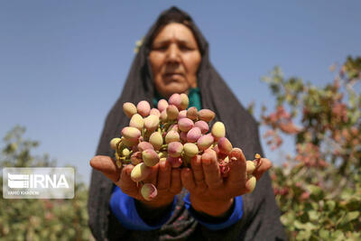 محصول یک باغ پسته در خراسان‌شمالی برای نوجوانان نمازخوان