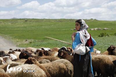 «دشت می‌خواند» موفق به کسب جایزه از جشنواره ایتالیایی شد | پایگاه خبری صبا