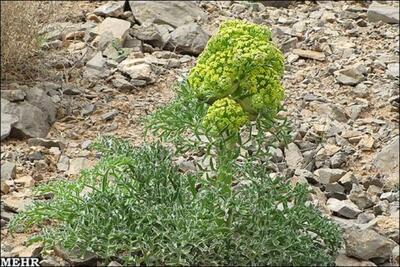 برداشت آنغوزه در خراسان جنوبی  ممنوع شد