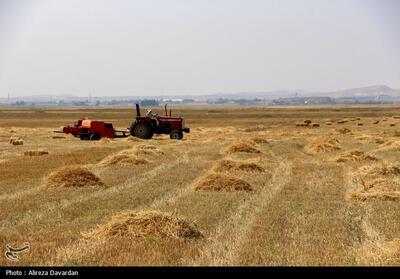 درآمد سرانه گندم‌کاران به 240 میلیون تومان رسید - تسنیم