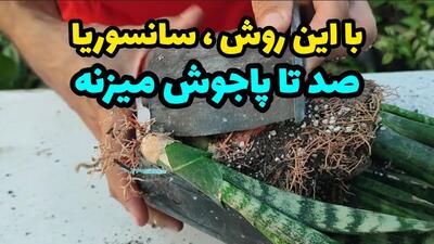 روشی طلایی برای پاجوش زدن سانسوریا / با این روش سانسوریا ۱۰۰ تا پاجوش میزنه !