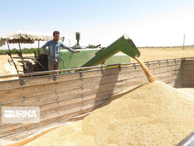 پرداخت مطالبات گندمکاران کردستانی به بیش از ۴۵ هزار میلیارد ریال رسید