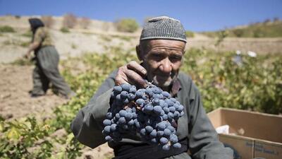 آغاز برداشت انگور سیاه از تاکستان‌های سردشت/ ۴۰ هزار تن روانه بازار می‌شود